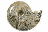 Polished Ammonite (Eotetragonites) Fossil - Madagascar #297098-1
